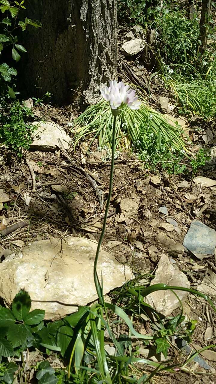 Image of white garlic