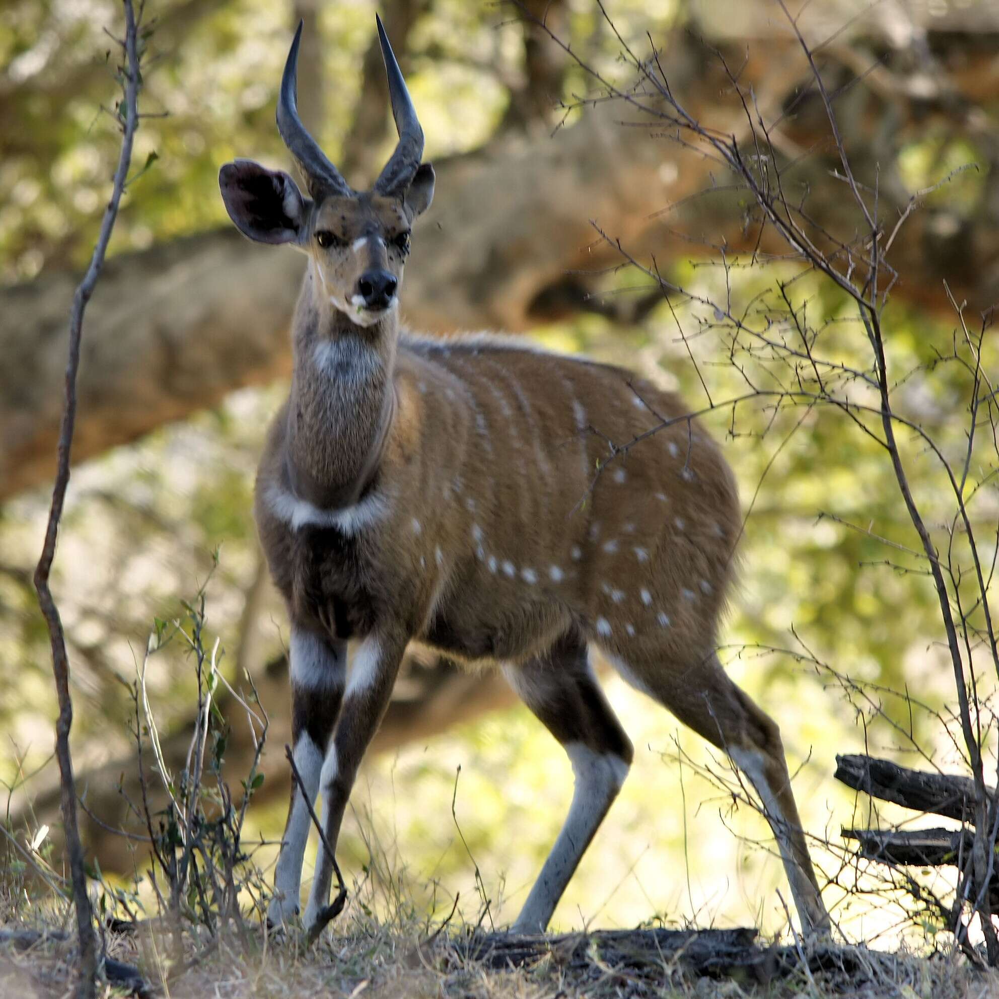 Image of Bushbuck