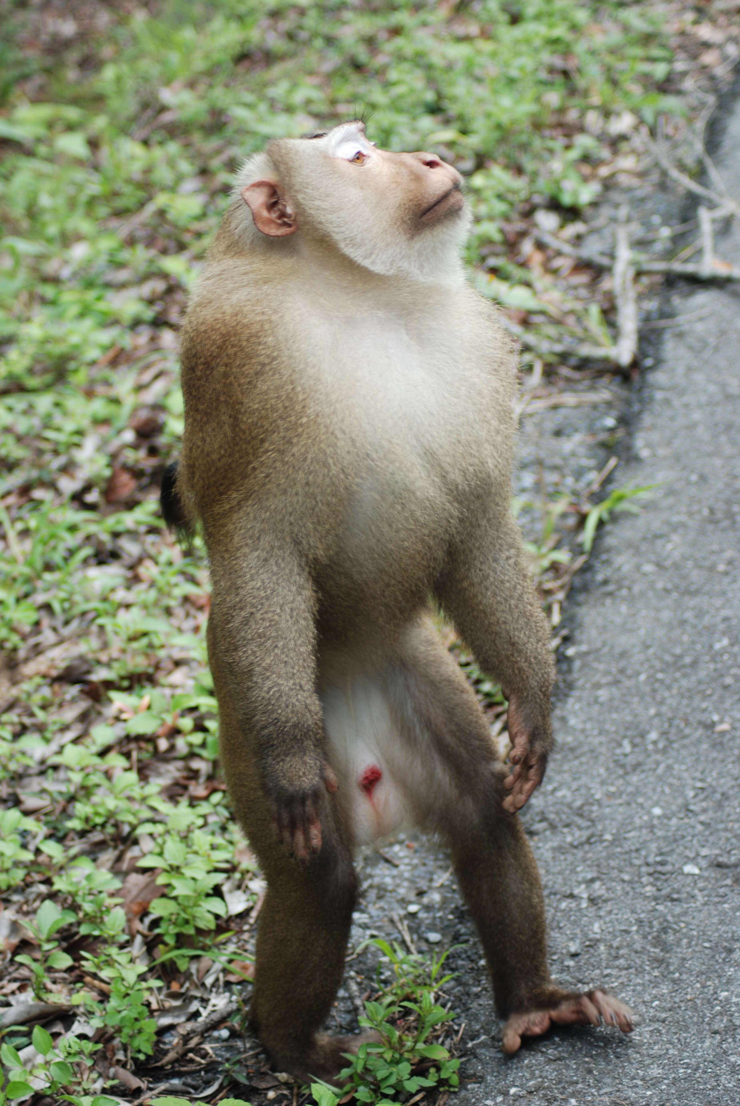 Imagem de Macaca leonina (Blyth 1863)