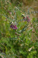 Imagem de Vicia pannonica subsp. striata
