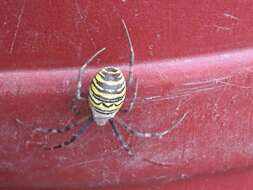 Image of Barbary Spider