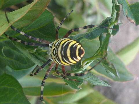 Image of Barbary Spider