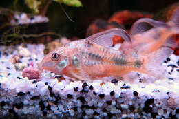 Image of peppered corydoras