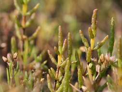 Image of glasswort