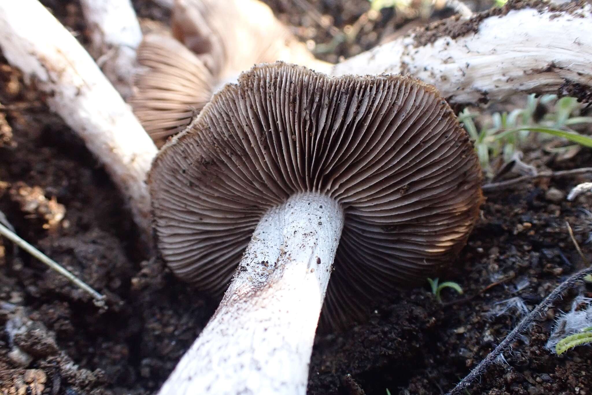 Image of Psathyrella griseopallida Thiers & A. H. Sm. 1972