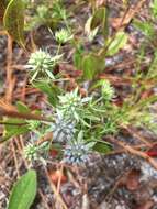 Eryngium aromaticum Baldw. resmi