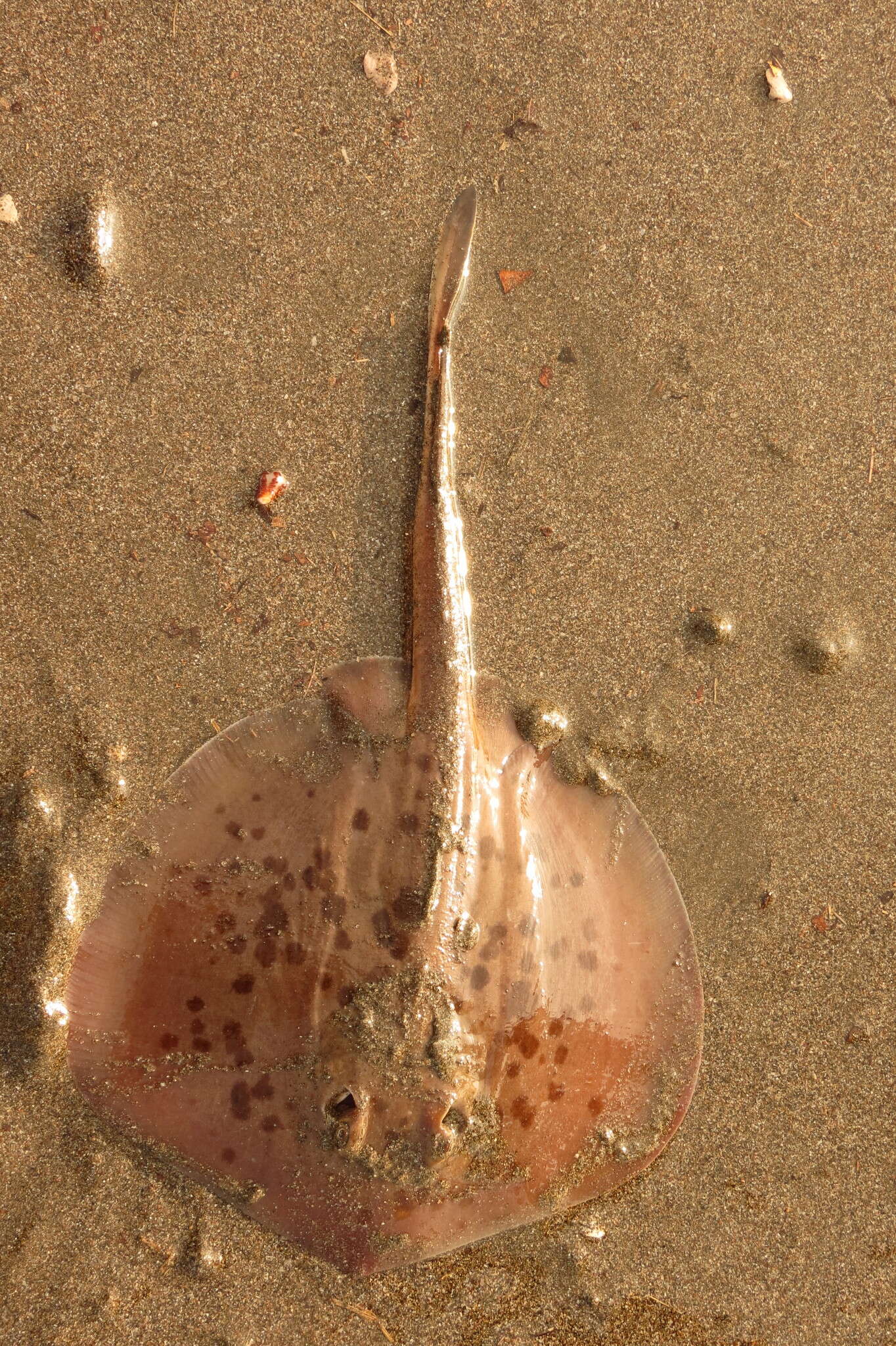 Image of Thorny Round Stingray