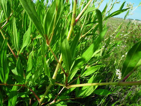 Image of Koenigia divaricata (L.) T. M. Schust. & Reveal