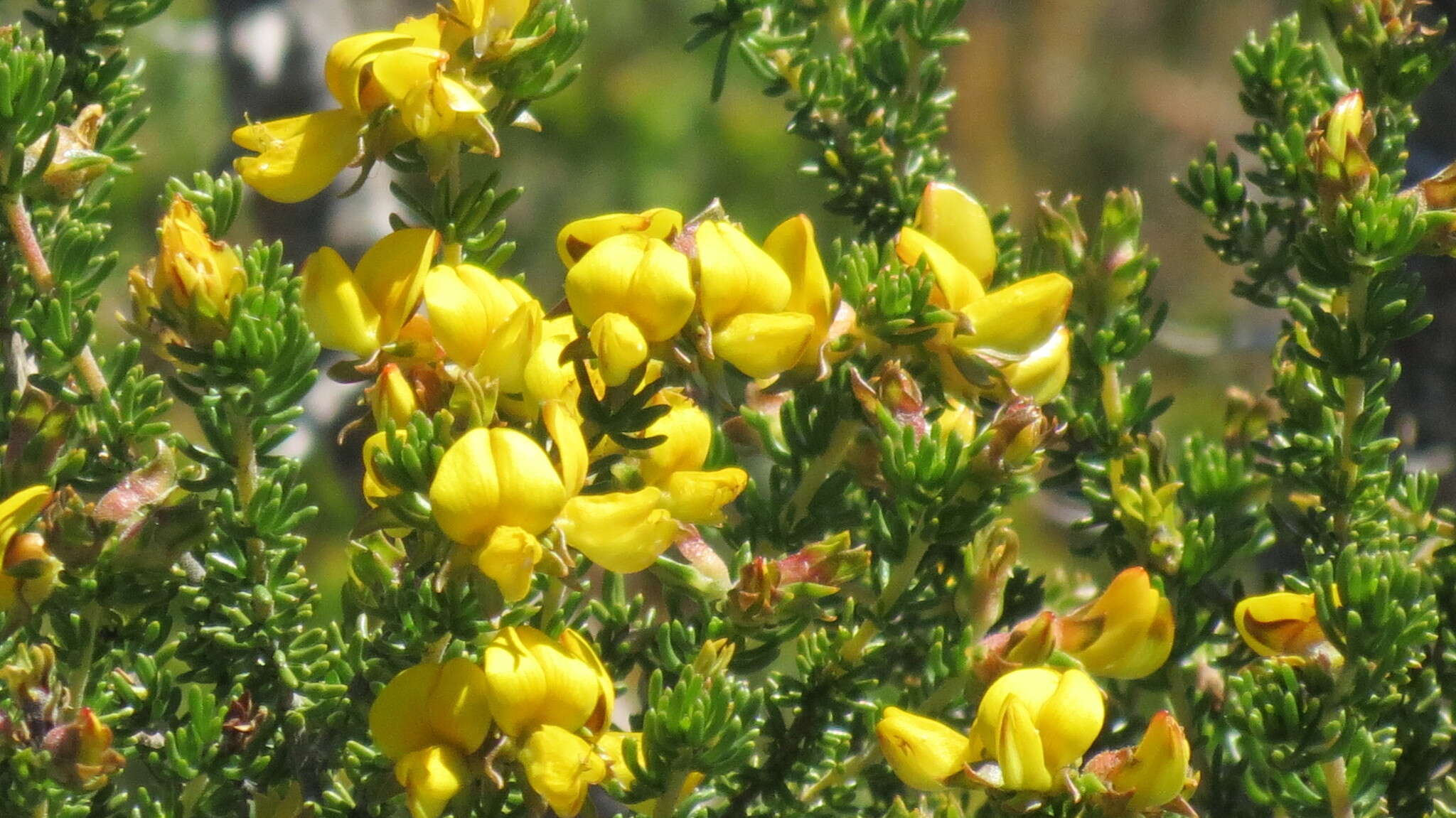 صورة Aspalathus capensis (Walp.) R. Dahlgren