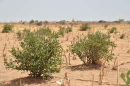 Image of Senegal boscia