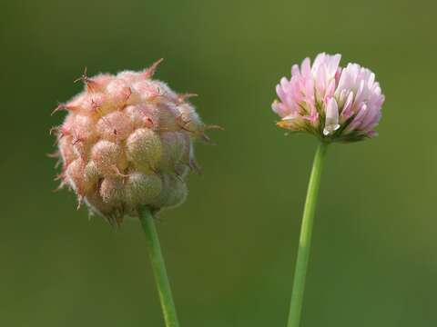 Image of strawberry clover