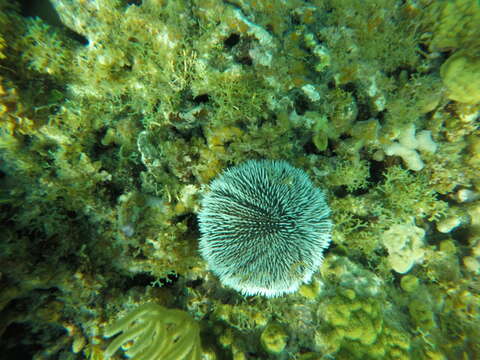 Image of West Indian sea egg