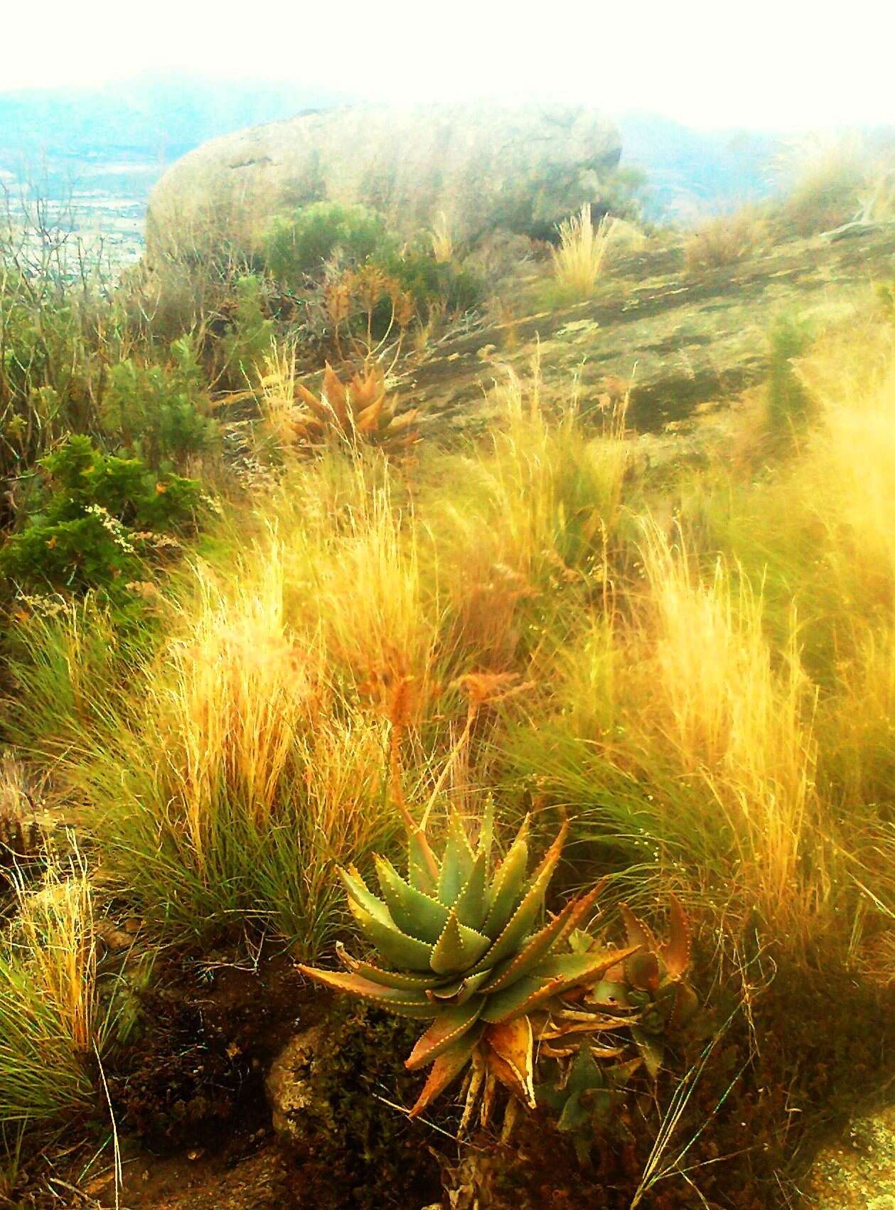 Image of Aloe perfoliata L.