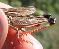 Image of Arcyptera (Pararcyptera) brevipennis subsp. vicheti Harz 1975