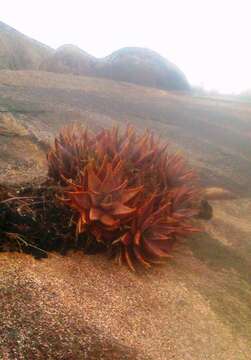 Image of Aloe perfoliata L.