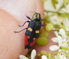 Image of Castiarina insignis (Blackburn 1892)