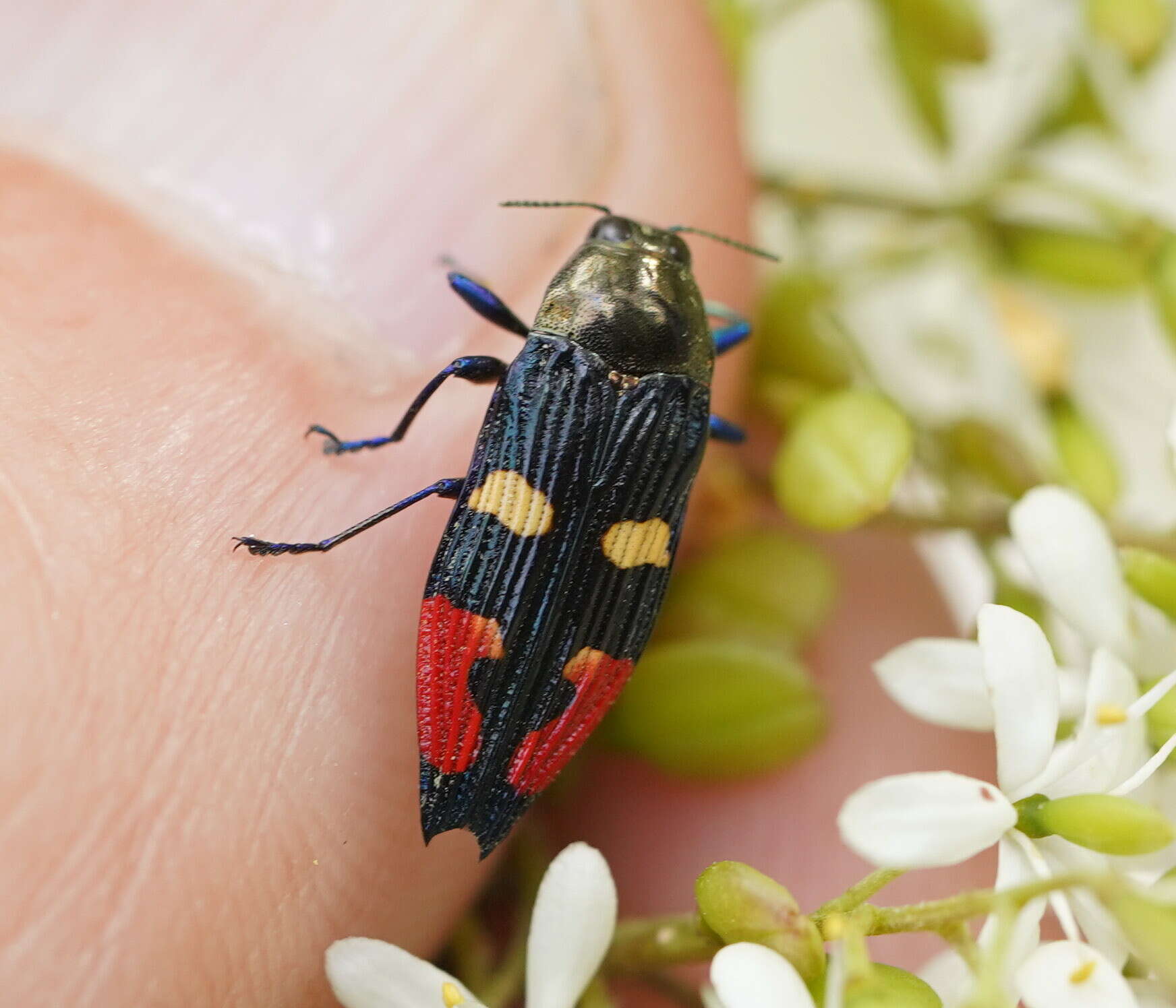 Sivun Castiarina insignis (Blackburn 1892) kuva