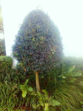 Ilex mitis (L.) Radlk. resmi