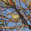 Image de Pardalote à sourcils rouges