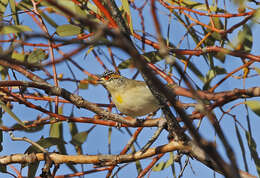 Imagem de Pardalotus rubricatus Gould 1838