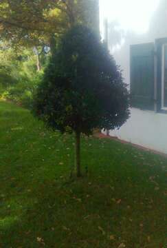 Ilex mitis (L.) Radlk. resmi