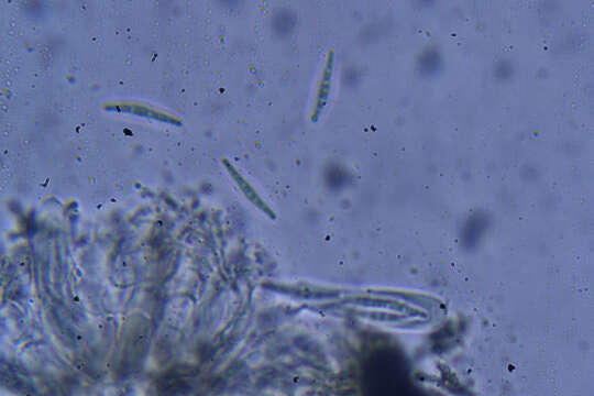 Opegrapha vulgata (Ach.) Ach. resmi