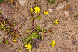 Image of coastal ragwort