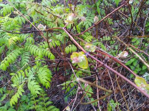 Imagem de Vitis amurensis Rupr.