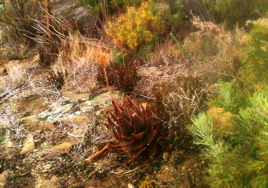 Image of Aloe perfoliata L.