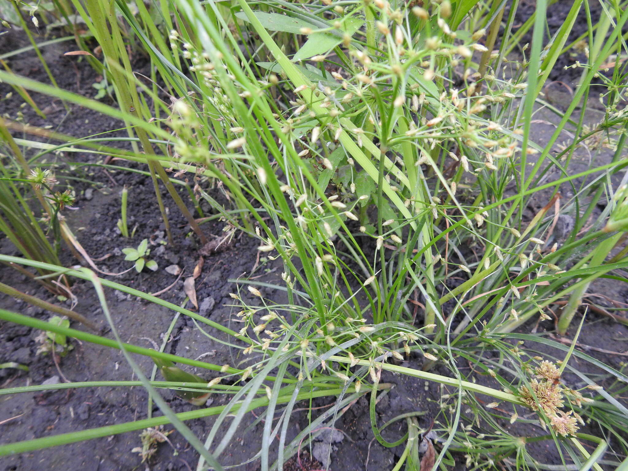 Imagem de Fimbristylis bisumbellata (Forssk.) Bubani