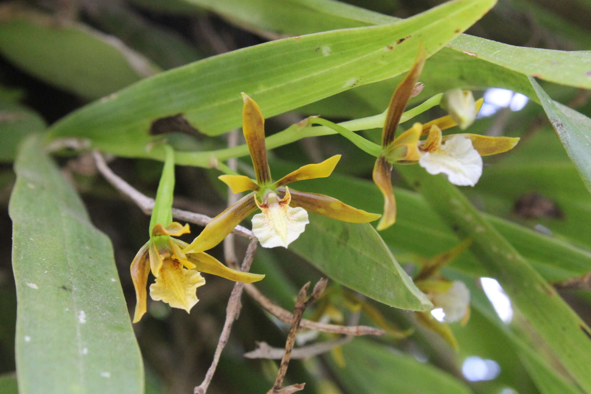 Plancia ëd Prosthechea greenwoodiana (Aguirre-Olav.) W. E. Higgins