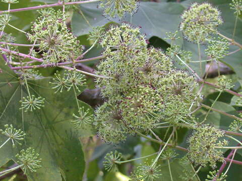 Image of castor aralia