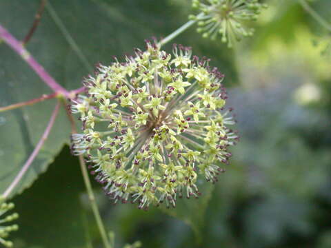 Image of castor aralia