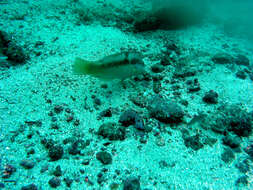 Image of Spinster wrasse