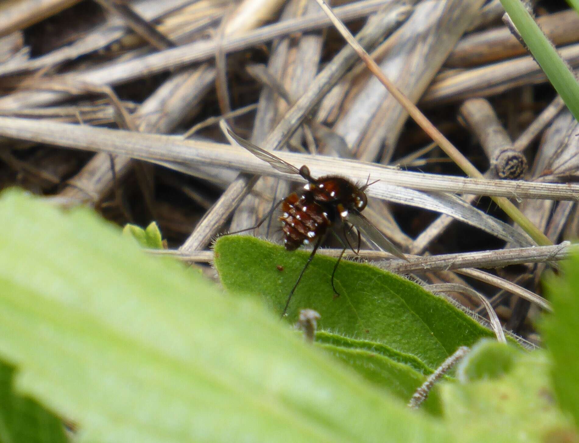 Image of Elegant Bee Fly