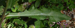 Слика од Picris hieracioides subsp. umbellata (Schrank) Ces.