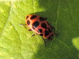 Image of Spotted Lady Beetle