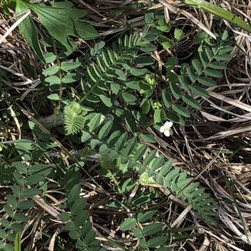 Image of Tennessee milkvetch