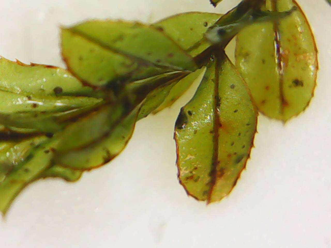 Image of largetooth calcareous moss