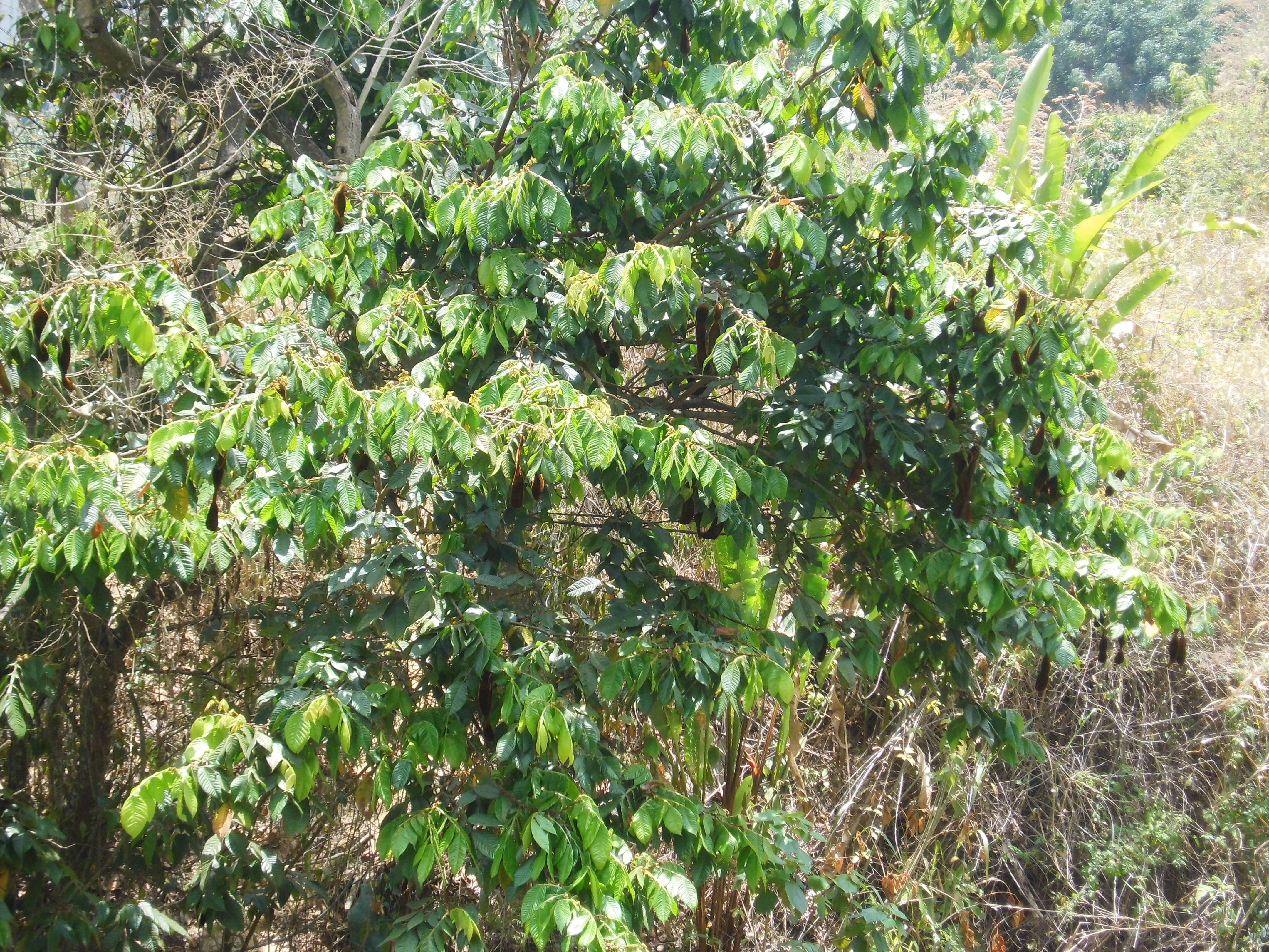 Image of Inga fastuosa (Jacq.) Willd.
