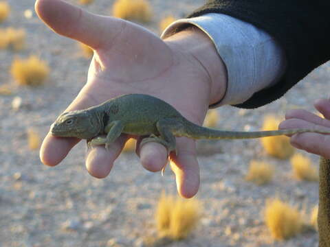 Image of Burmeister's Anole