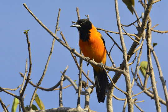 Image of Campo Oriole