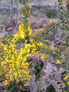 Image de Ulex micranthus Lange