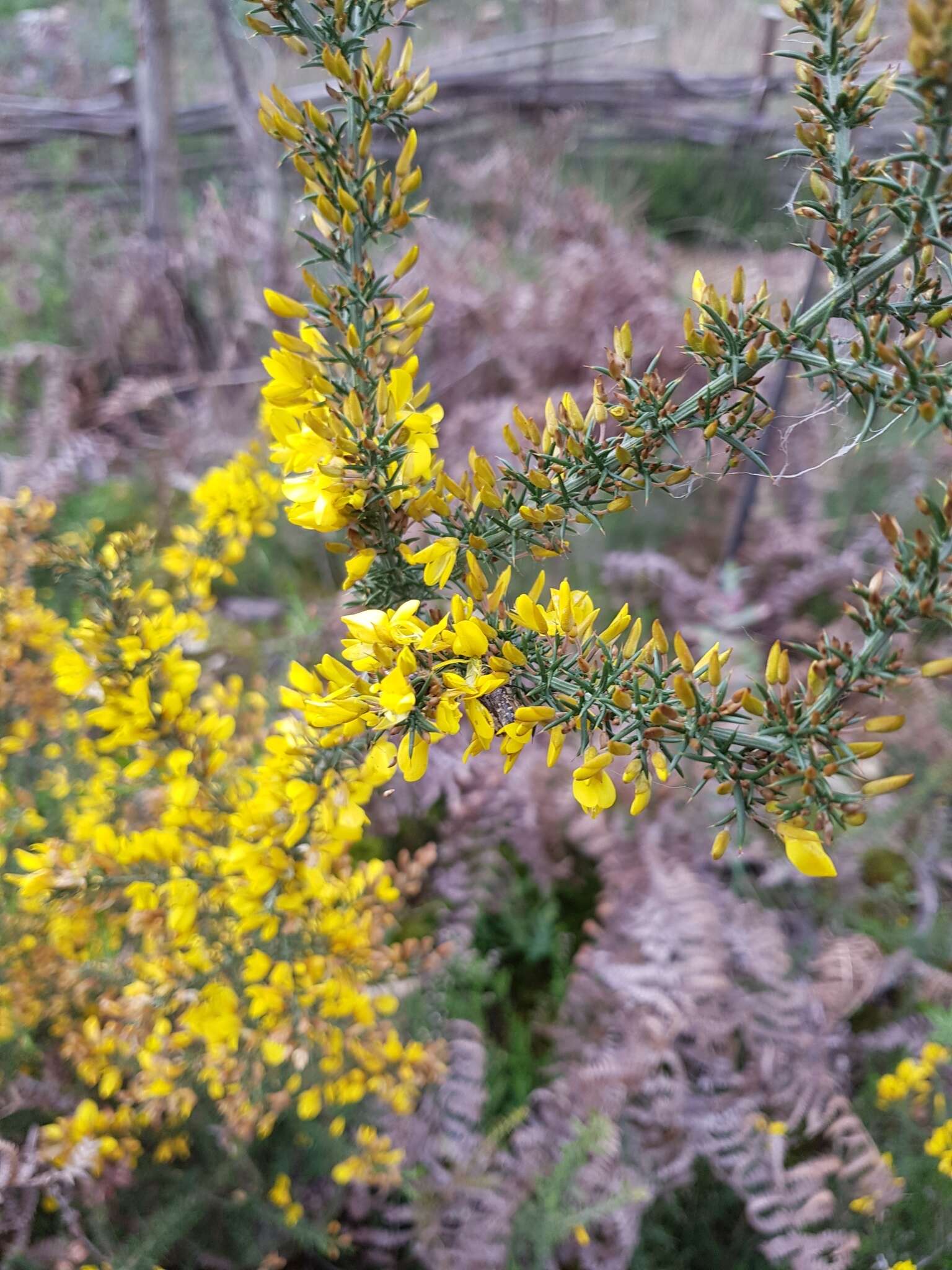 Image de Ulex micranthus Lange