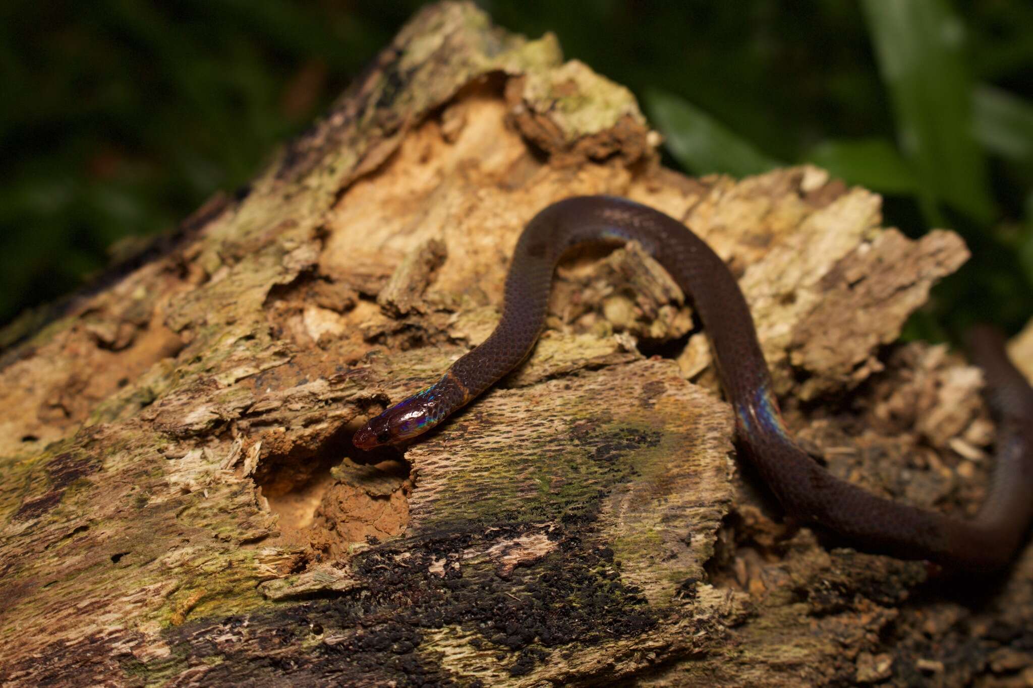 Image of Cantor's Dwarf Reed Snake