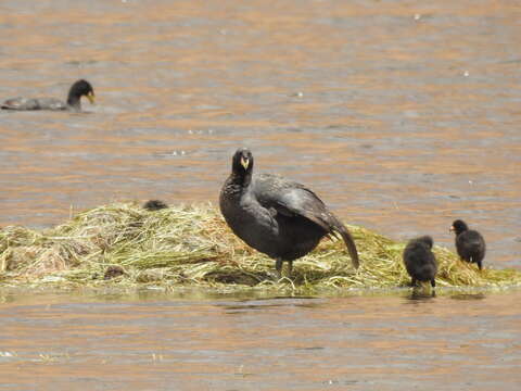 Image of Horned Coot