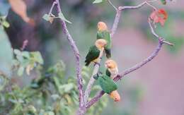 Image of Eastern White-bellied Parrot