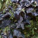 Image of blue skin lichen