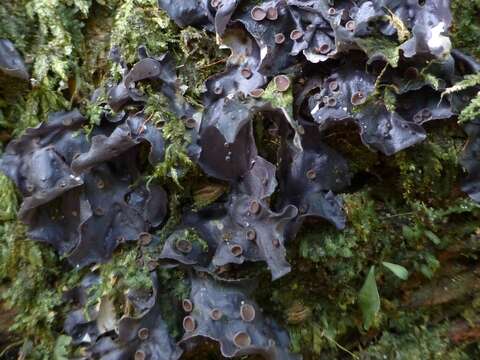 Image of blue skin lichen