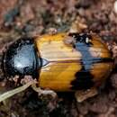 صورة Aphodius coniugatus (Panzer 1795)